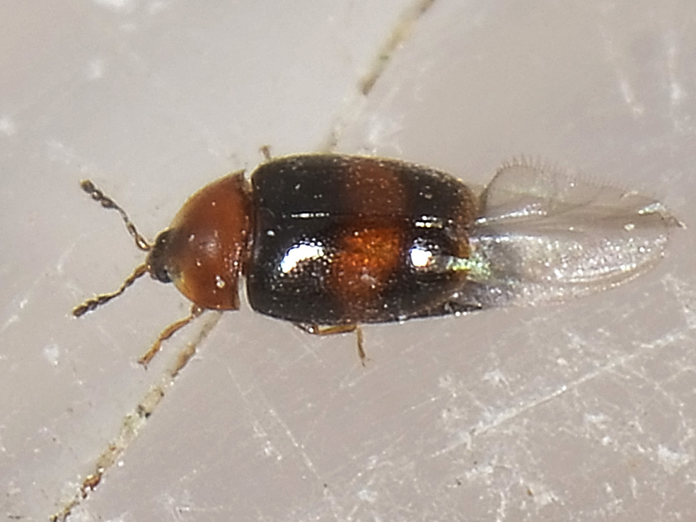 Mini coleottero - Arthrolips fasciata (cfr.) (Corylophidae)